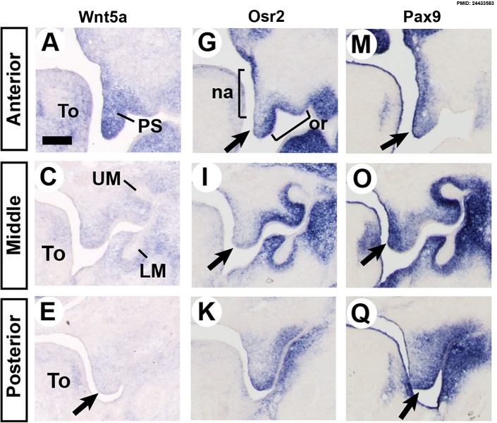 File:Mouse palate gene expression 01.jpg