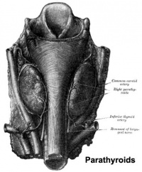 Parathyroid adult