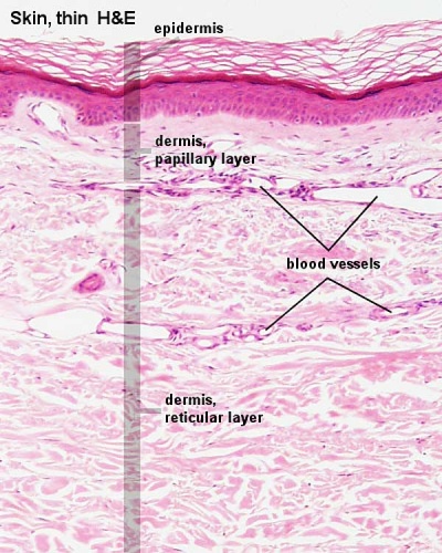 Adult skin histology 01.jpg