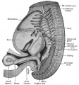 Gastrointestinal tract herniation