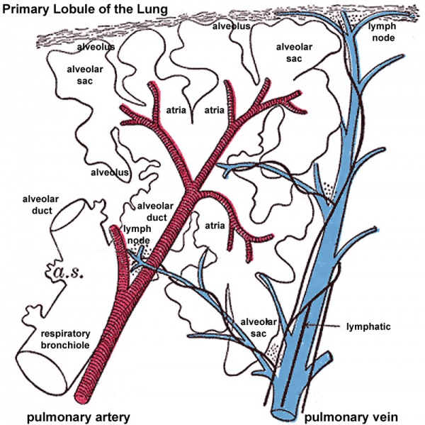 File:Lung primary lobule 01.jpg
