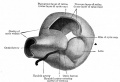 Fig. 464. Model showing lens and formation of optic cup.