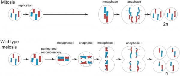 meiosis and mitosis. Mitosis and meiosis.jpg