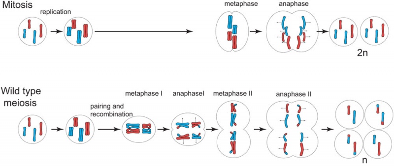 File:Mitosis and meiosis.jpg