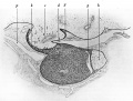 Fig. 7 Pituitary human foetus (month 5)