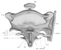 Fig 320 Pharyngeal region of the embryo BR