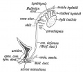 Fig. 82. Remnant of the "Wolffian Body in the Male.