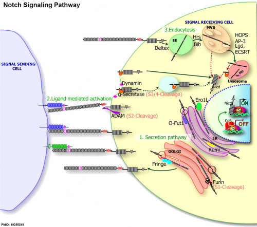 Notch signaling pathway cartoon