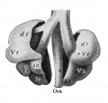Fig. 349. Mesodermal anlage of an embryo of about 13 mm seen from the ventral surface