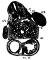 Fig 16 human embryo 7 mm