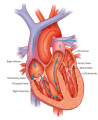 Fig 1 Basic anatomy of the heart Z5076019 Description, Ref, copyright and student template OK.