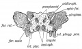 Fig. 137. The Sphenoid in a foetus of 4 months. The Centres of Ossification are deeply shaded. (After Sappey.)