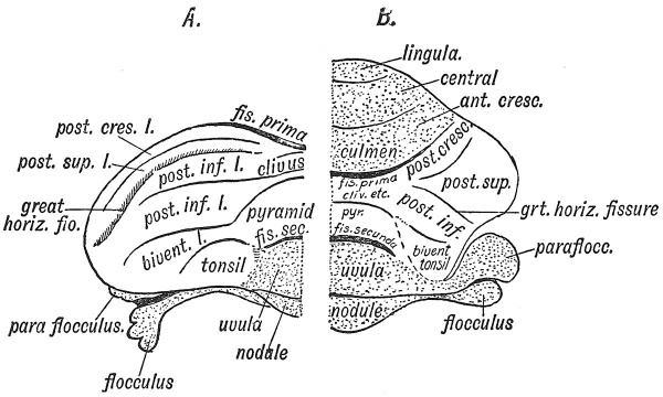 Fig. 90 Left half of the Cerebellum of a Foetus of 5 months