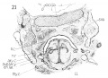 Fig. 21 Frontal section of human Embryo no. 128 (19.5 mm.) to show thyreoid cartihige and M. cricoarytaenoideus lateralis, occ. h., occipital bone.