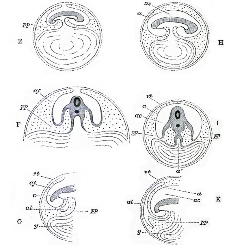 Fig. 9, A to N forms a series of purely diagrammatic representations introduced to facilitate the comprehension of the manner in which the body of the embryo is formed, and of the various relations of the yolk-sac, amnion and allantois.
