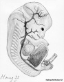 embryo drawing