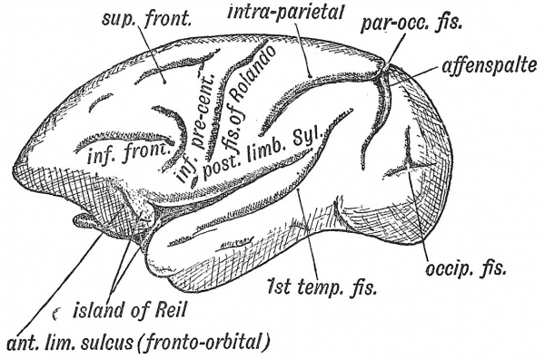 Fig. 123 The Island of Reil and Fissures on the Lateral Aspect of the Brain of a dog-like Ape.