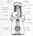 Fig. 23. Diagrammatic ventral view of dissection of a 35-hour chick embryo.