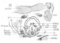 Fig. 22 Frontal section of human Embryo no. 128 (19.5 mm.) laryngeal muscles and cartilages.