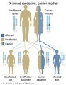 X-Linked recessive (carrier mother)