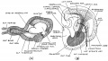 Fig. 110. Turtle's Cerebral Vesicle and Primitive Mammalian Cerebrum.