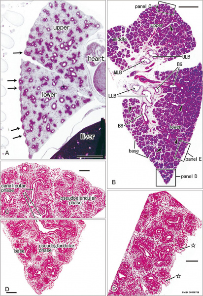 File:Pulmonary Pleura - pseudoglandular and canalicular stages 01.jpg
