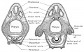Larval respiration in the frog. Development of the external gills