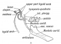Fig. 10 D. Illustrating Gadow's view of the origin of the Auditory Ossicles and Tympanic Plate.