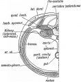 Fig. 125. A transverse section showing the Elements of the 1st Lumbar Segment in the Adult.