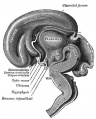 Human Fetal Brain (3 months)