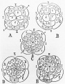 Fig 9. by Wilson 1892
