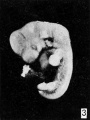 Fig. 3. Embryo No. 1771, covered with magma. X 4.