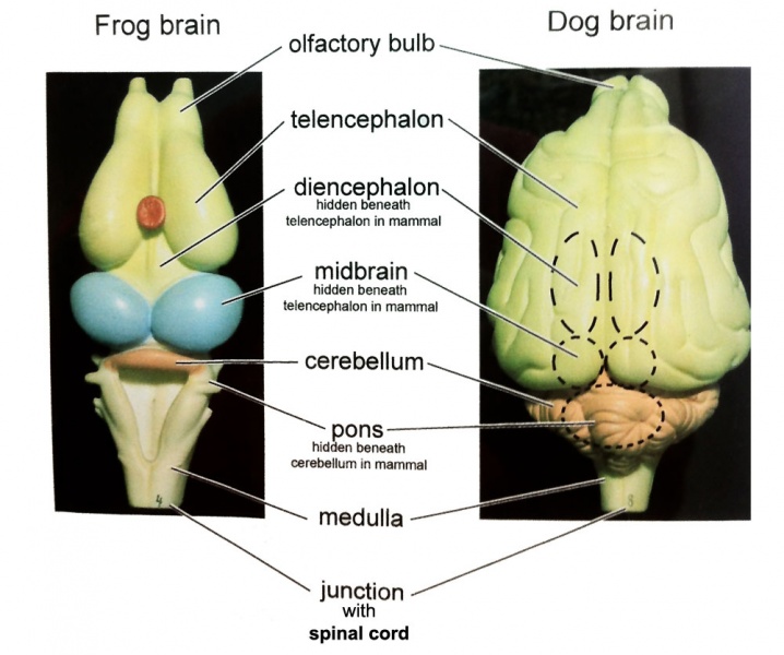 File:Comparative brain anatomy frog-dog.jpg