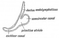 beginning of cochlea and semicircular canals