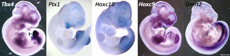 File:Mouse hindlimb gene expression.jpg