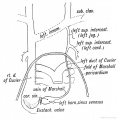 Fig. 184. The Remnants of the Left Superior Vena Cava, derived from the Structures shown in Fig. 185.