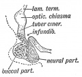 Fig. 99. Pituitary Body of a Human Foetus in the 5th month.