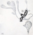 Fig. 95. Hydatiform villi showing vacuolation. (After Gierse.) See Chapter VIII.