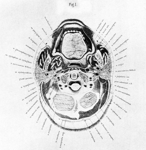 Braune 1877 plate 5 fig1.jpg