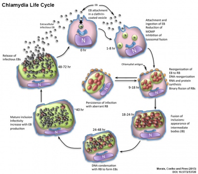Chlamydia life cycle cartoon.jpg