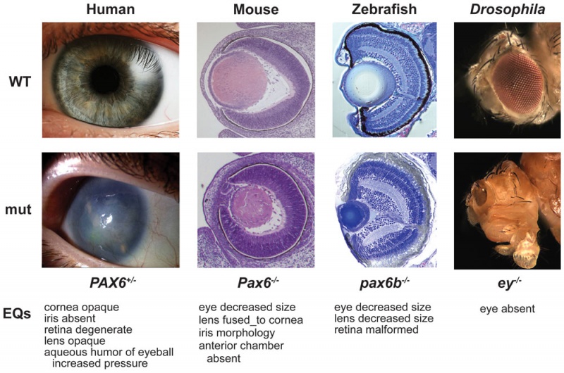 File:Pax6 eye phenotypes.jpg