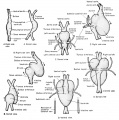 Development of the amphibian heart