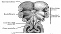 Fig. 249. Floor of the pharyngeal region of a human embryo of about 3 weeks