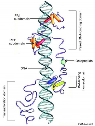 Pax and DNA interaction cartoon