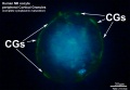 MII Oocyte complete cytoplasmic maturation