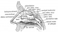 Fig. 19. A diagram of the Lateral Wall of the Nasal Cavity, showing the position of the Air Sinus.