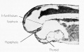 Photograph of endocrine anlagen at the 5 mm stage of the frog tadpole