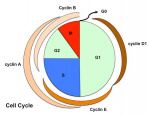 cell cycle G0
