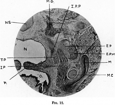 Fig. 12. coronal section of the head of a 37 mm. embryo