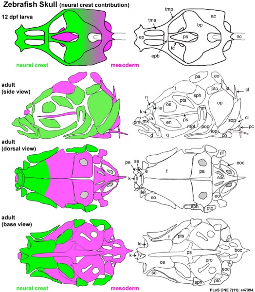 File:Zebrafish skull neural crest.jpg